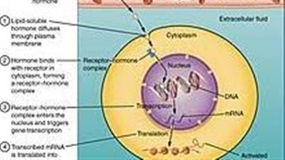 كل ما تريد معرفته عن Steroids