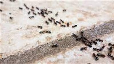 أسباب ظهور النمل بكثرة في المنزل