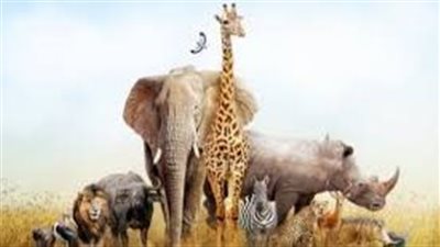أسئلة عن الحيوانات للأطفال