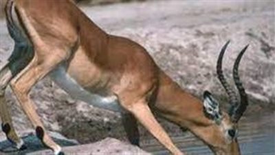 أهميةُ حمايةِ الحياةِ الفطريةِ