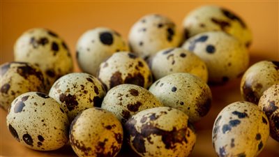كل ما تريد معرفتة عن فوائد بيض الفري