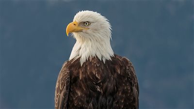 كل ما تريد معرفتة عن طائر العقاپ