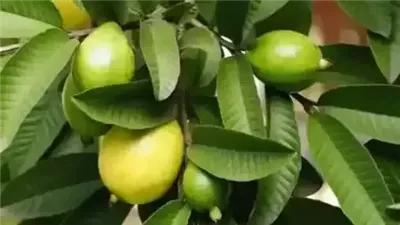 وصفات جميلة للتخلص من البقع الداكنة