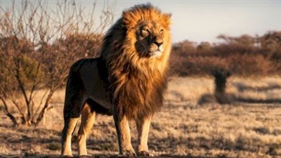 حكاية الأسد ملك الغابة والفأر الصغير