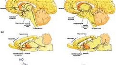 كل ما تريد معرفته عن dopamine 
