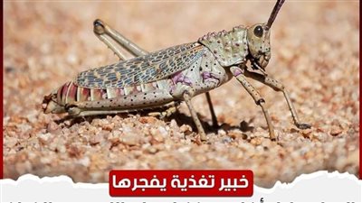 خبير تغذية يفجرها.. الجراد حلال أكله ويغنيك على اللحوم والفراخ لانه مليان بالبروتين