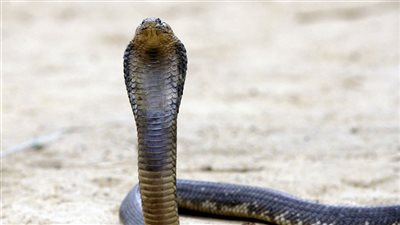 لغز ما هي حاسة الشم عند الثعبان من 6 حروف