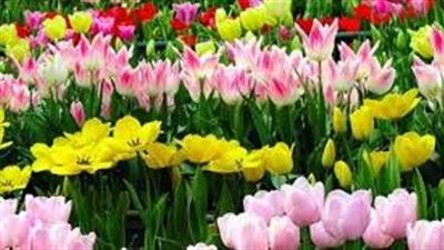 عالمٌ من الجمالِ والرّوعةِ: كلامٌ عنْ الزهورِ