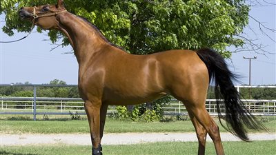 ما هو تفسير حلم رؤية الفرس ؟