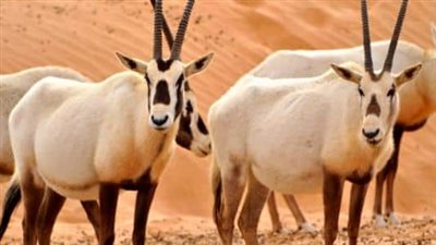 افضل تعبير عن  المها العربي