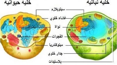 أجزاء الخلية النباتية