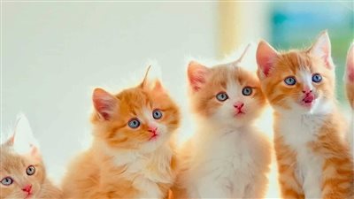 اسماء قطط ذكور عربية
