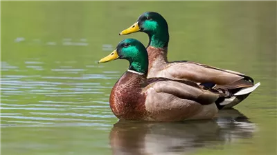 افضل أنواع العلف للبط