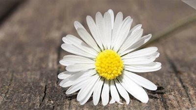 اجمل أقوال عن الطمع في المال