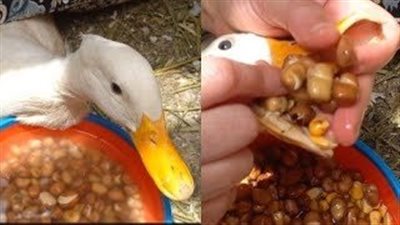 كل ما تريد معرفتة عن تزغيط البط