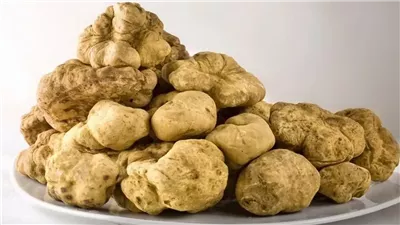 كل ما تريد معرفتة عن الفقع السعودي