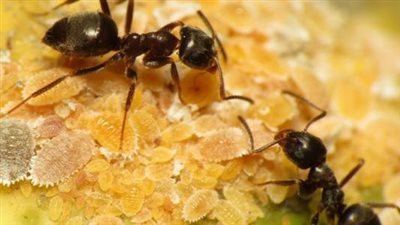 تعرف على تفسير رؤية النمل في المنام