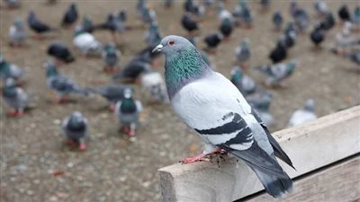 ما هو تفسير رؤية الحمامات في المنام ؟