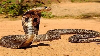تفسير رؤية الافاعي في المنام