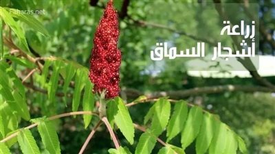 ما هي فوائد السماق ؟