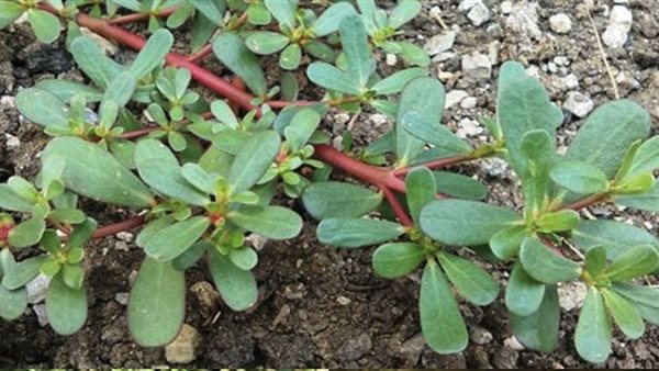 Warum Sie Portulak nicht in Ihrem Garten töten sollten