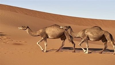 تفسير الحلم بالجمل لابن سيرين