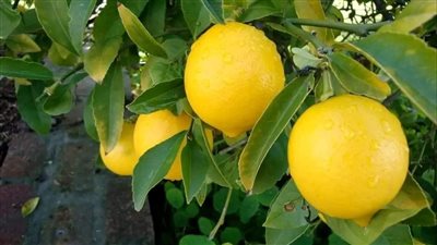 معلومات مهمة عن زراعة الليمون