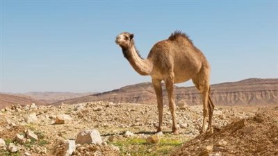 ما هو تفسير رؤية الجمل في المنام للعزباء ؟