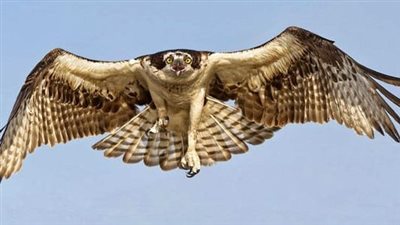 ما هو تفسير رؤية الصقر في المنام ؟