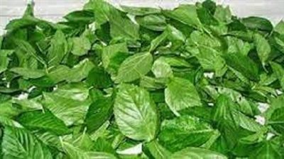 ما هو تفسير الملوخيه في المنام ؟