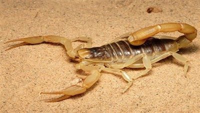 ما هو تفسير العقارب في المنام ؟