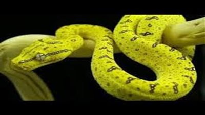 تفسير حلم الثعبان الـميت