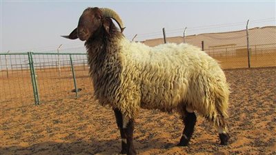 تفسير شراء الخروف في المنام لأبن سيرين