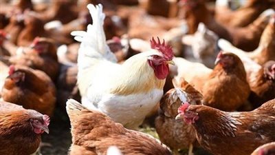 تعرف على تفسير الفراخ في الحلم