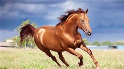تفسير رؤية الحصان في المنام للعزباء