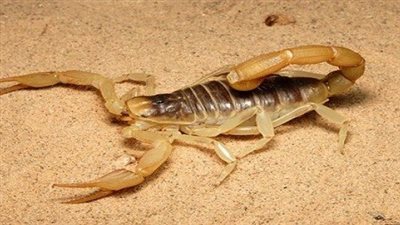 تفسير العقرب في المنام للعزباء لأبن سيرين