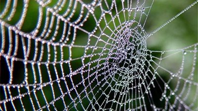 تعرف على تفسير رؤية خيوط العنكبوت في المنام