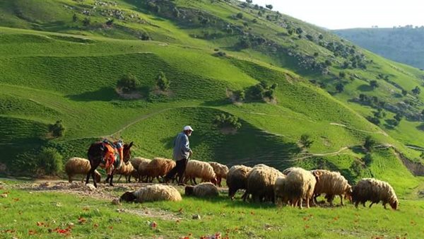 كفر راكب: قرية تاريخية وطبيعية في الأردن