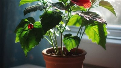 الكركديه: نبتة السحر والفوائد الصحية