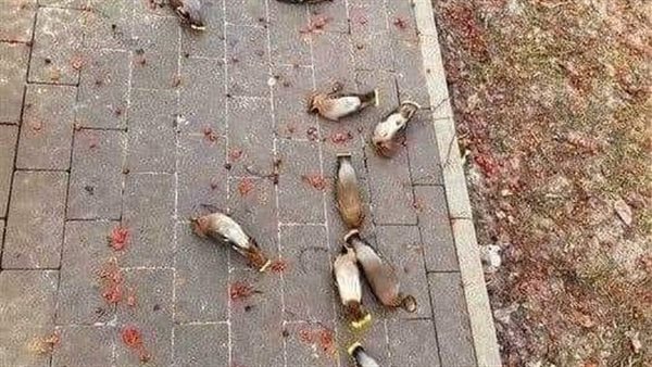موقع أيام نيوز