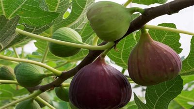 The Health Benefits of Fig Leaves