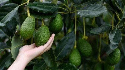 Avocado: A Healthy Food, But Not for Everyone