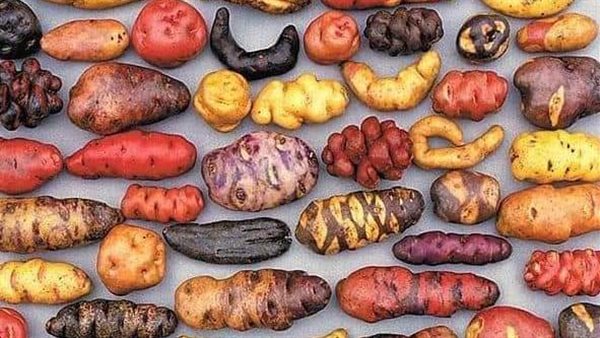 بطاطا بأنواع مختلفة