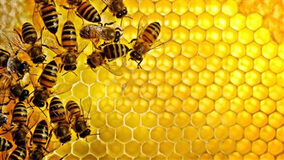 Bee stings : Potential therapeutic benefits despite the pain