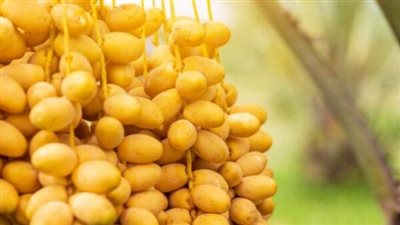 البلح فوائده وحصته اليومية