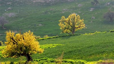 جفين : قرية أردنية غنية بالتاريخ والطبيعة