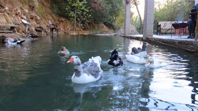 وادي الړيان : جوهرة الأردن الطبيعية