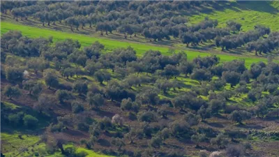 قرية سمر الكفارات : وجهة سياحية خلابة في شمال الأردن