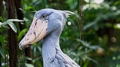 طائر الشوبيل أكثر الطيور رعباً على كوكب الأرض