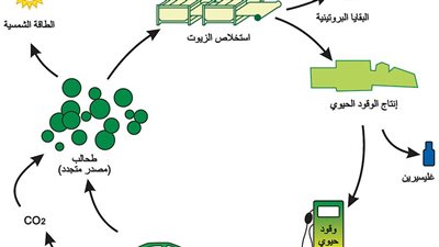 أنواع الوقود الحيوي
